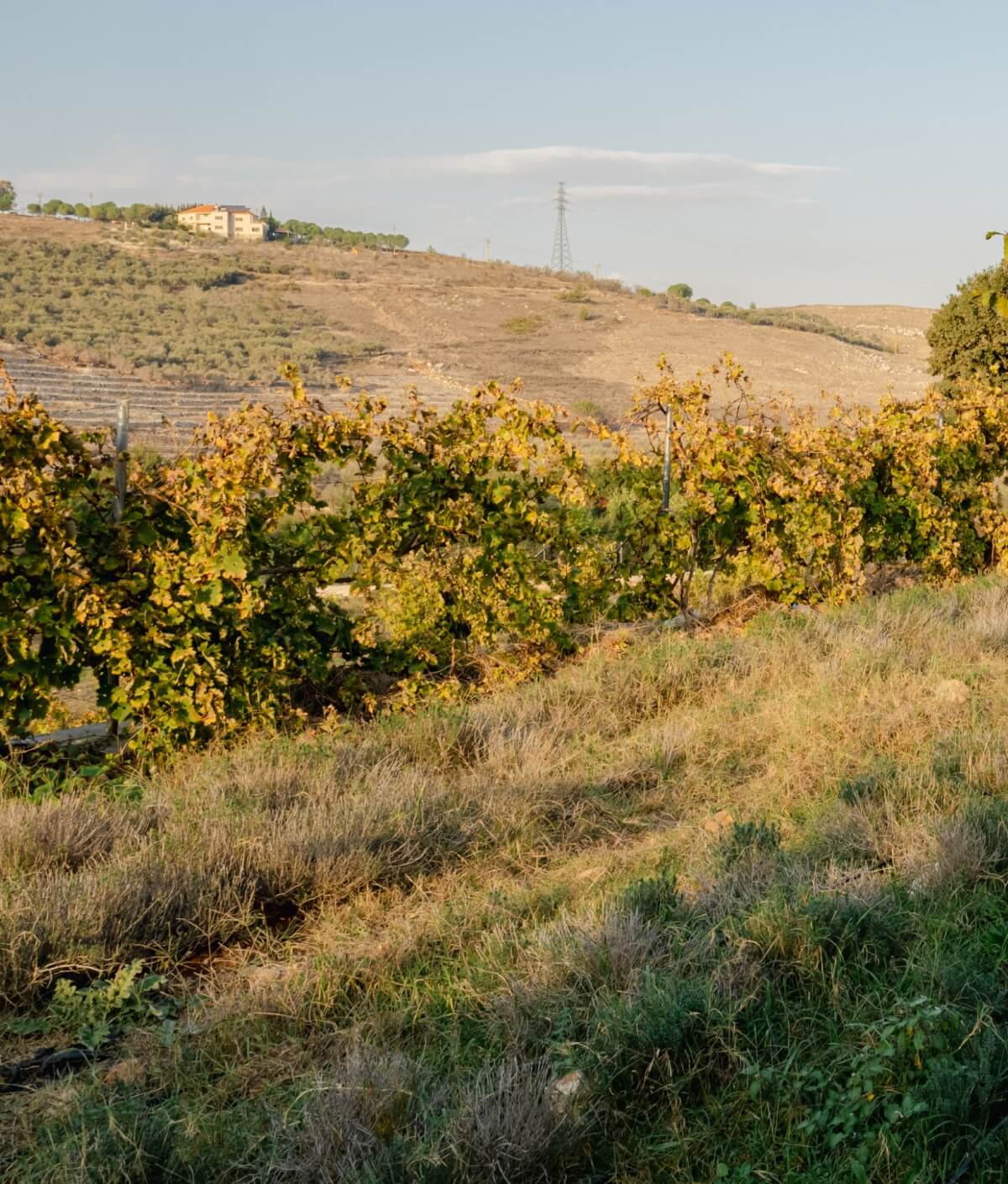 Local corn farming in Akkar, Lebanon
